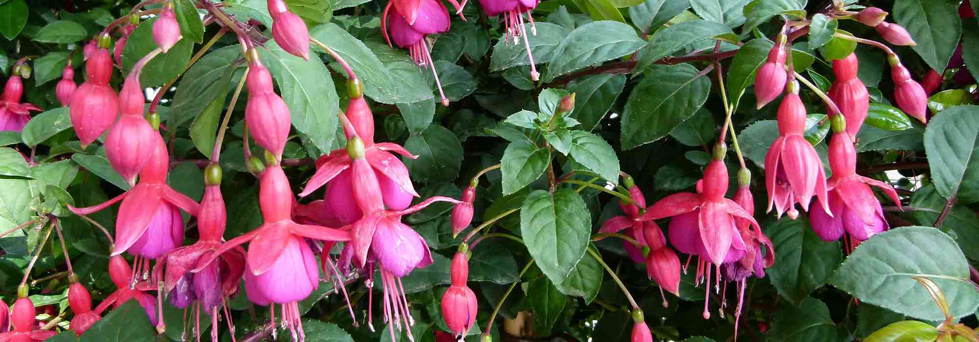 Fuchsie im Topf kultivieren