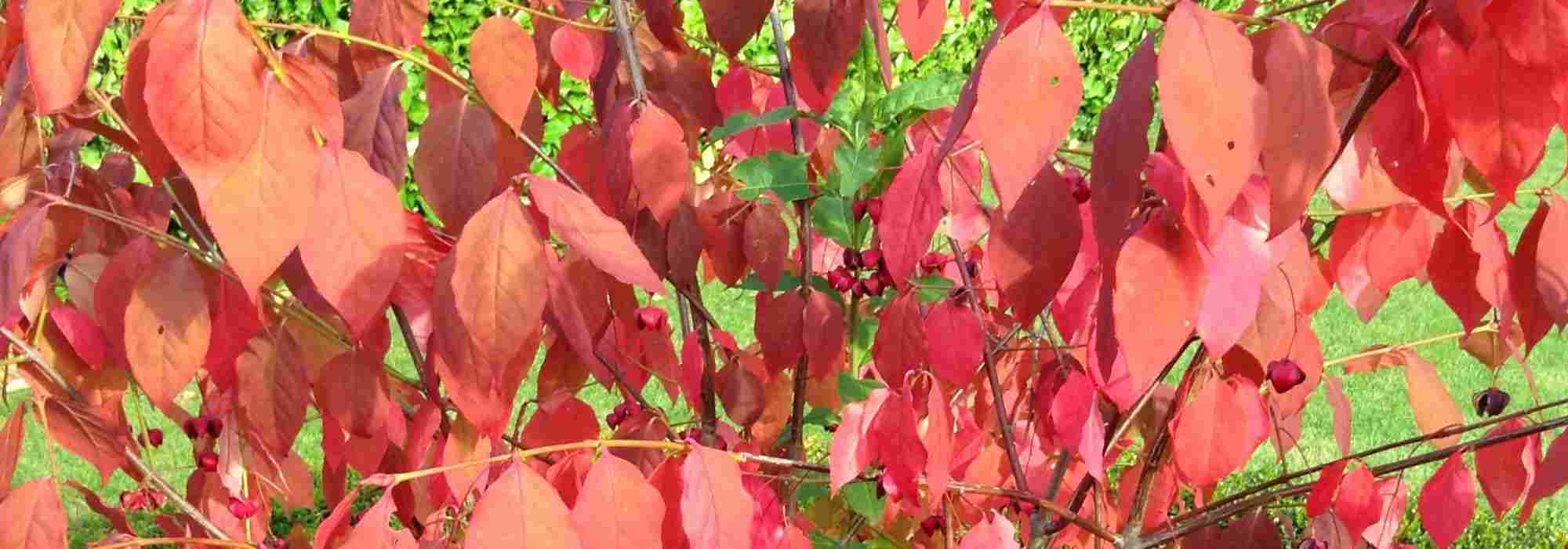 Schönste Pfaffenhütchen mit Herbstfärbung