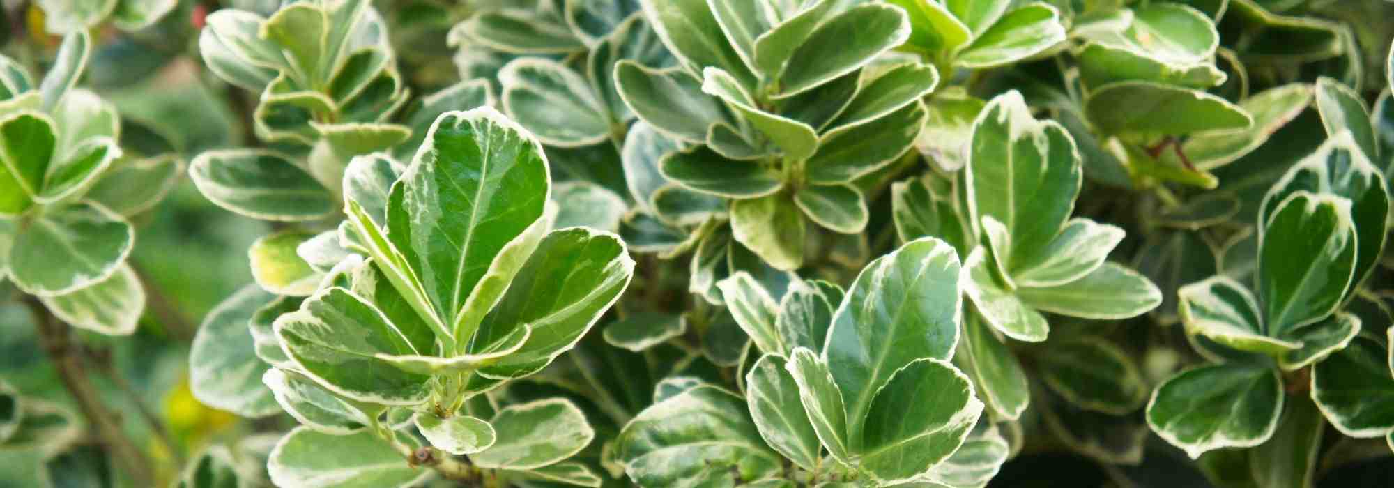 Welches Pfaffenhütchen für eine Hecke?