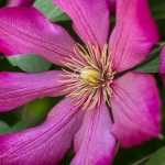 7 Kletterpflanzen mit rosa Blüten