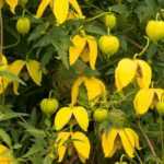 7 sommerblühende Waldreben mit Dauerblüte