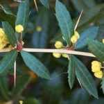 5 perfekte Berberitzen für die Hecke