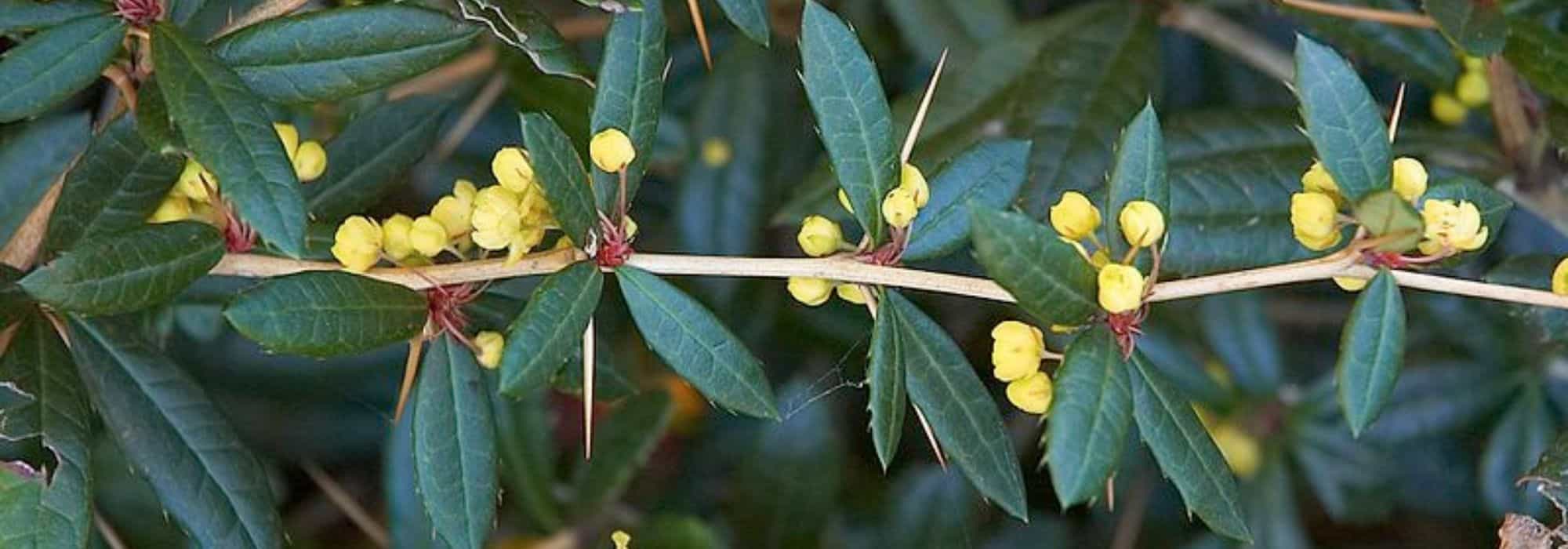 5 perfekte Berberitzen für die Hecke