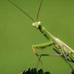 Gottesanbeterin – Mantis religiosa: Welches Insekt ist das?