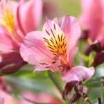 9 rosa blühende Stauden