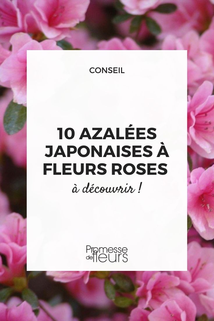 Azalee Japonica mit rosa Blüte