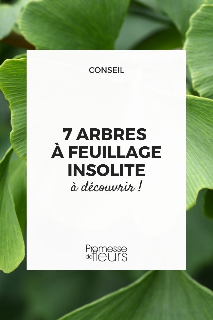 7 Bäume mit ungewöhnlichem Laub