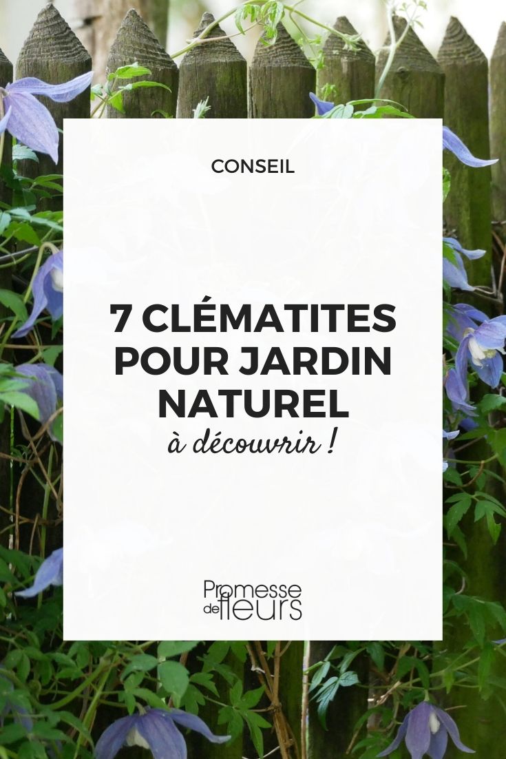Clematis für den Naturgarten