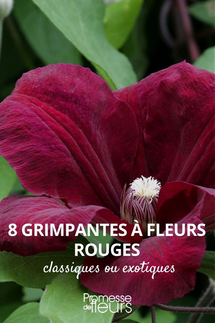 8 blühende Kletterpflanzen mit roten Blüten