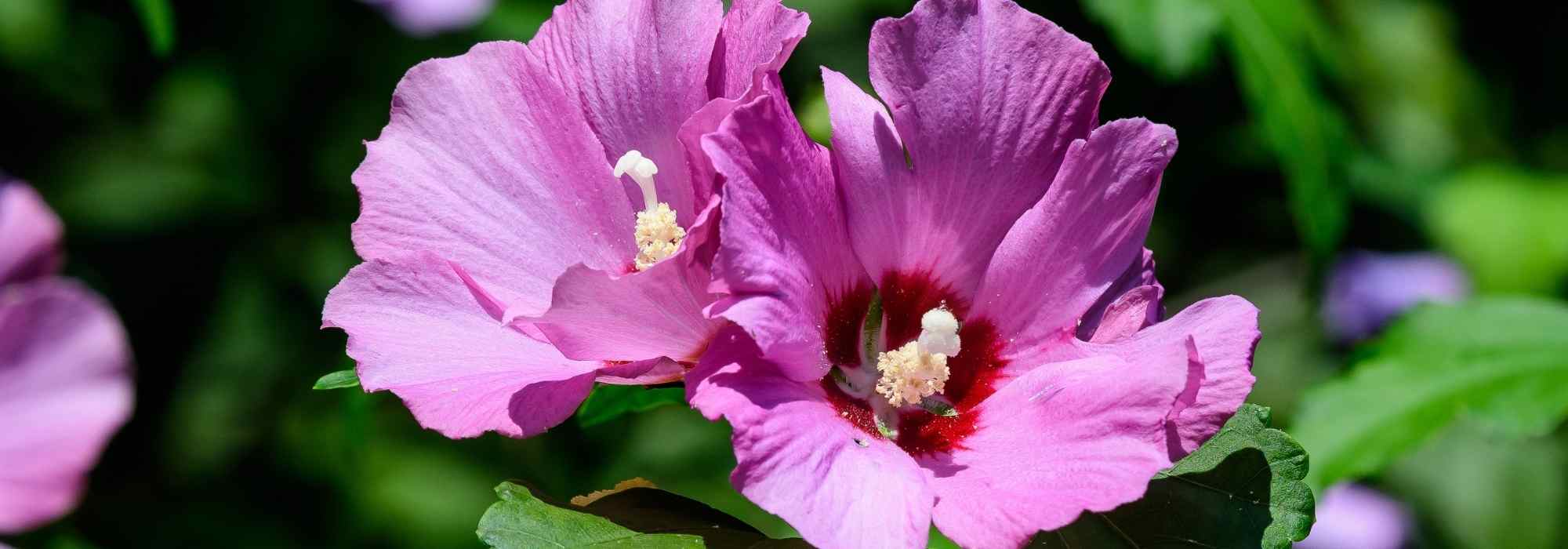 6 spät austreibende Sträucher im Frühling