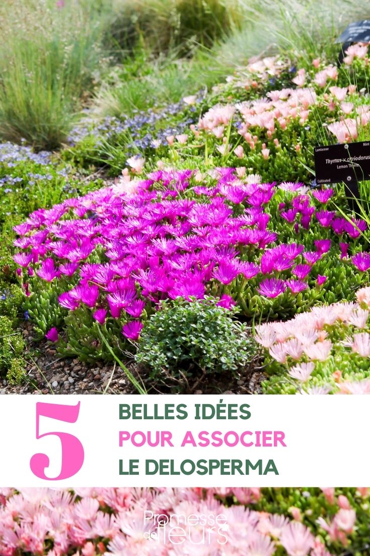 Delosperma kombinieren