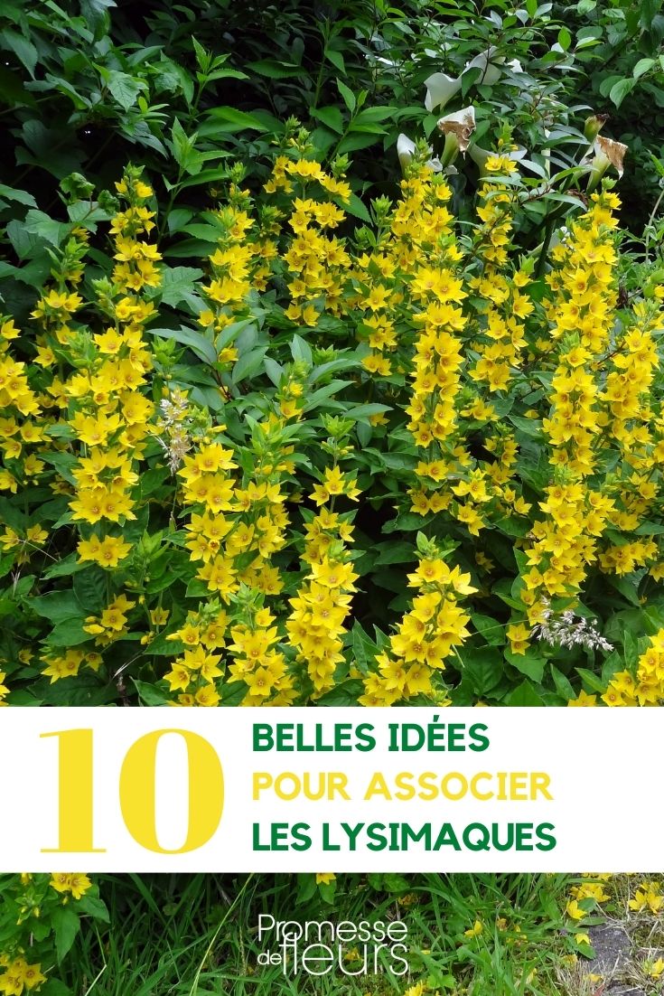 Traduction : "Gemeiner Gilbweiderich"  

(Note : "Lysimaque" est le nom français de la plante Lysimachia vulgaris, dont le nom allemand standard est "Gemeiner Gilbweiderich". J'ai utilisé la terminologie botanique correcte pour le public germanophone.)