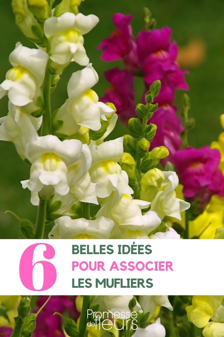 Antirrhinum-Partnerschaften im Garten