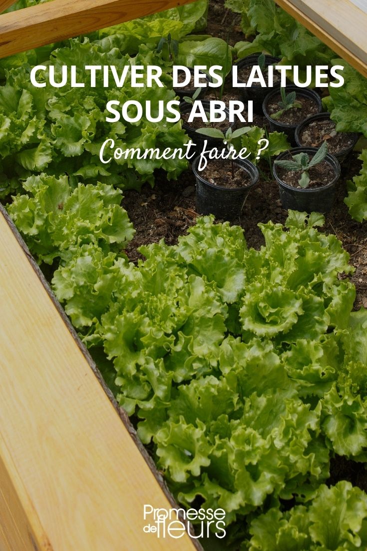 Kopfsalat Anbau unter Schutz Mini-Gewächshaus Schutz