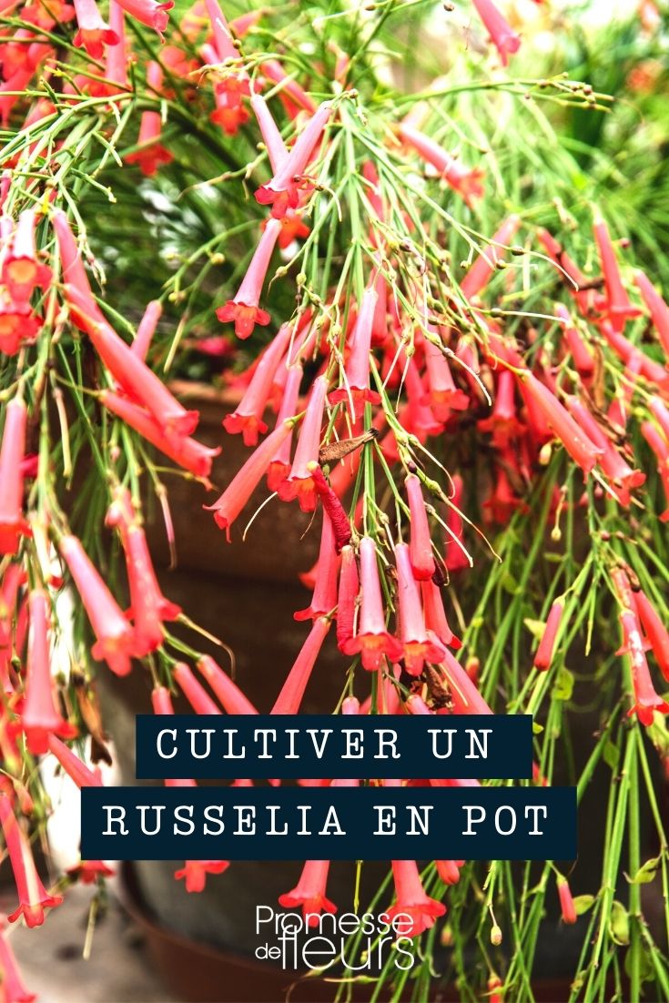 Russelie im Topf kultivieren