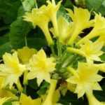 5 Sommergrüne Azaleen mit gelben Blüten