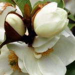 Magnolie im Topf kultivieren