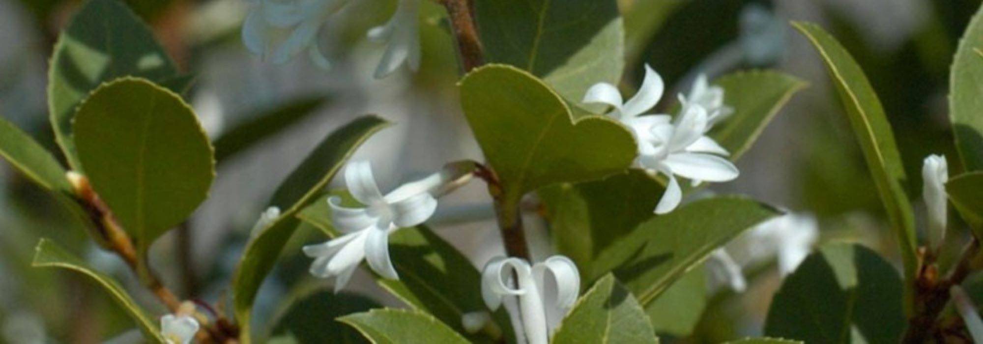 Stachelblättrige Duftblüte im Topf kultivieren