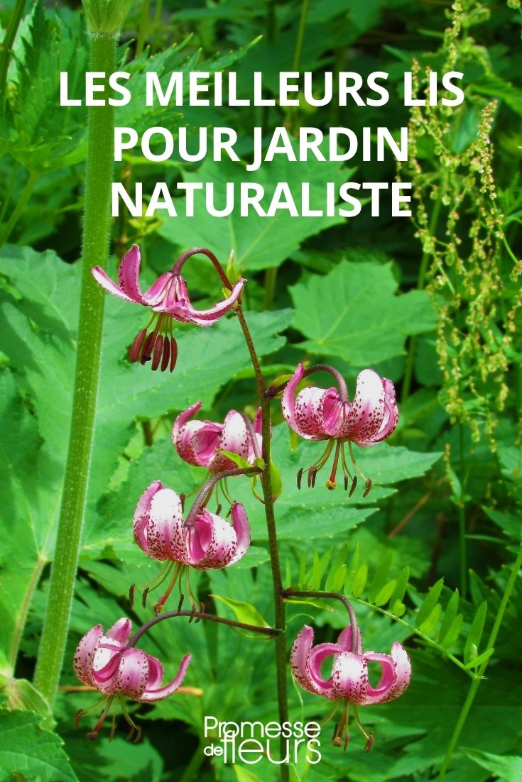 Lilien (Lilium) für den natürlichen, ländlichen Garten
