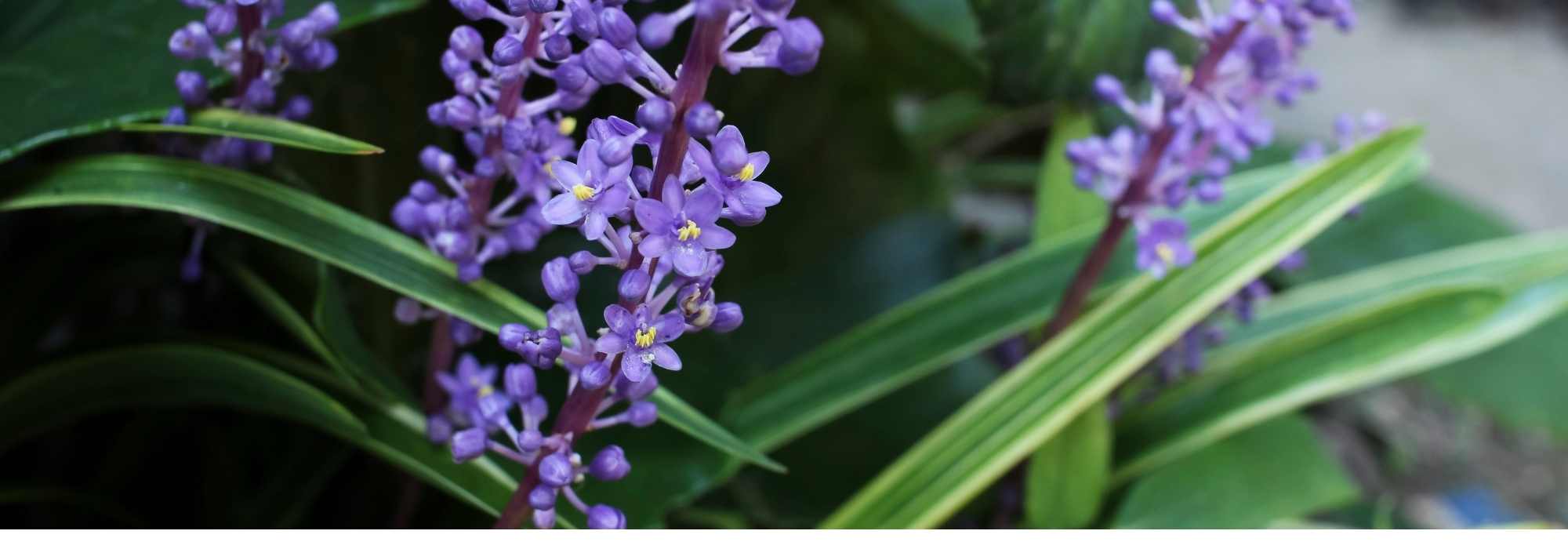 Lilientraube im Topf kultivieren