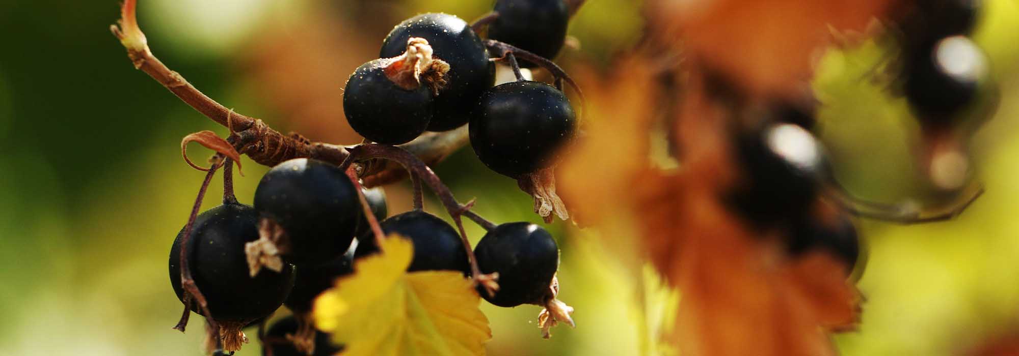 Schwarze Johannisbeere: Krankheiten und Parasiten