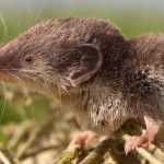 Gartenhelfer: Spitzmaus