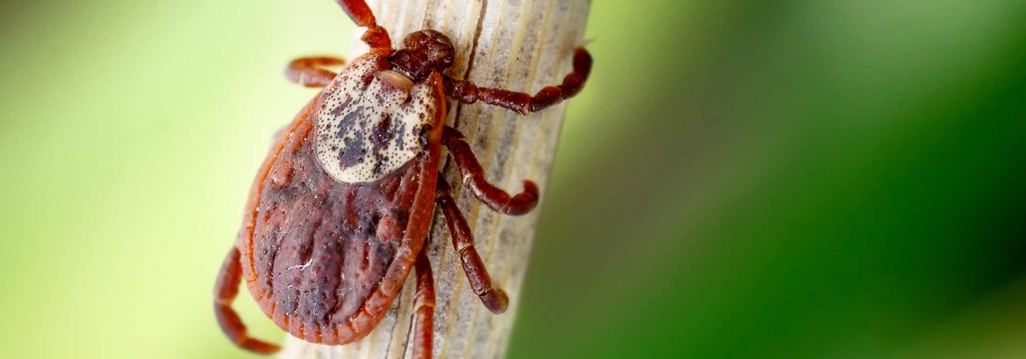 Zecken im Garten bekämpfen