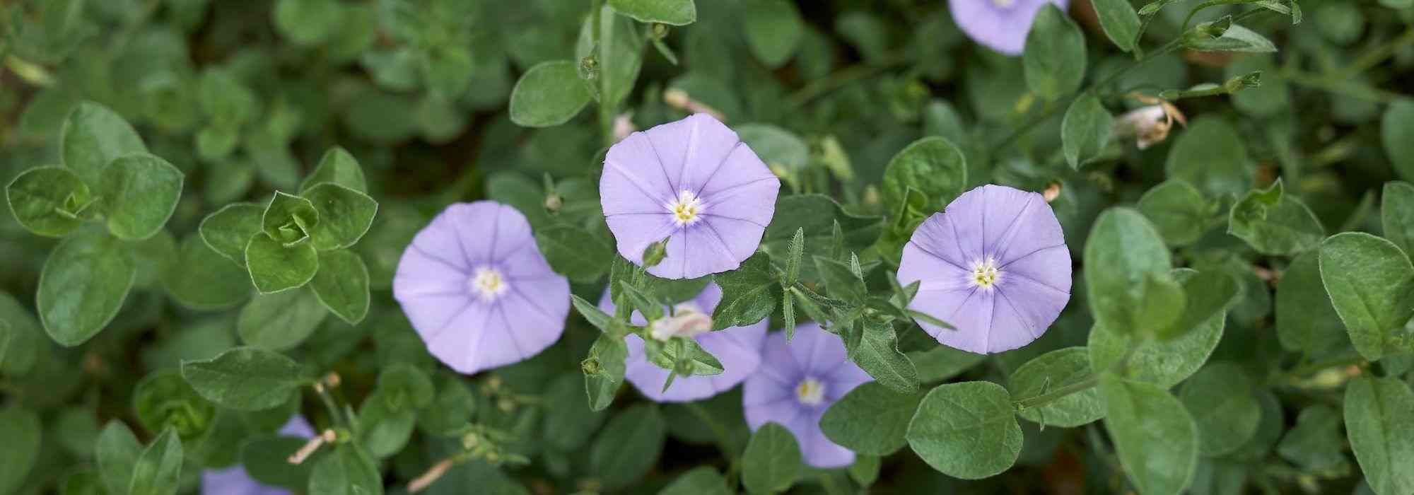 Convolvulus kombinieren