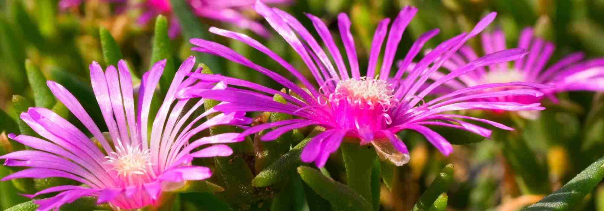 Mittagsblume kombinieren