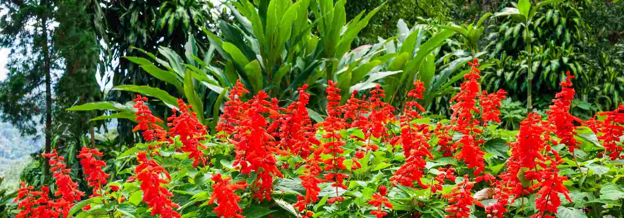 Rote oder purpurne Blumen kombinieren