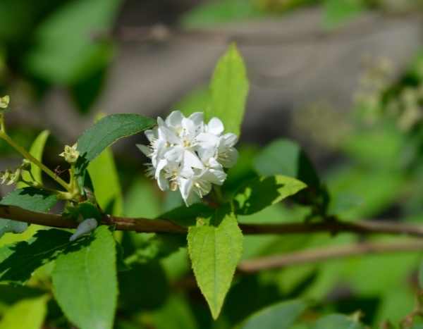 Deutzia durch Stecklinge vermehren