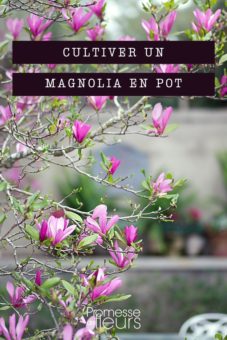 Magnolie im Topf kultivieren