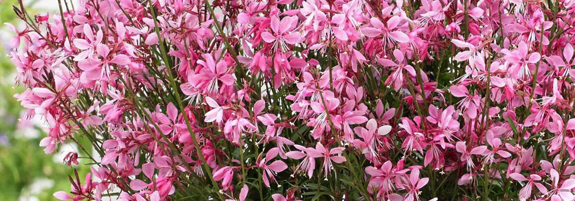 Gaura vermehren: Unsere Anleitung