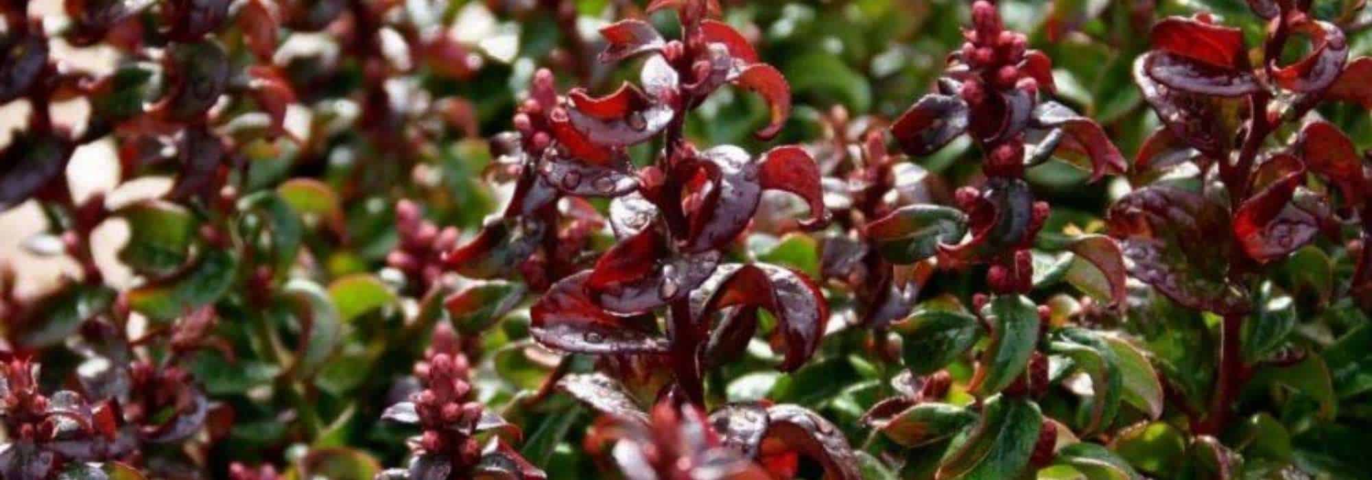 Leucothoe auswählen: Tipps