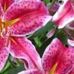 Lilien: die duftstärksten