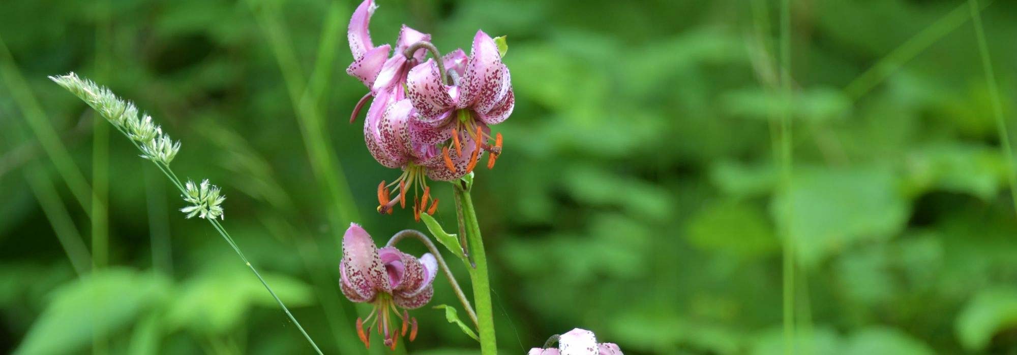 Beste Lilien für den Naturgarten