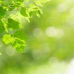 Licht im Garten: Standort, Sonne und Schatten