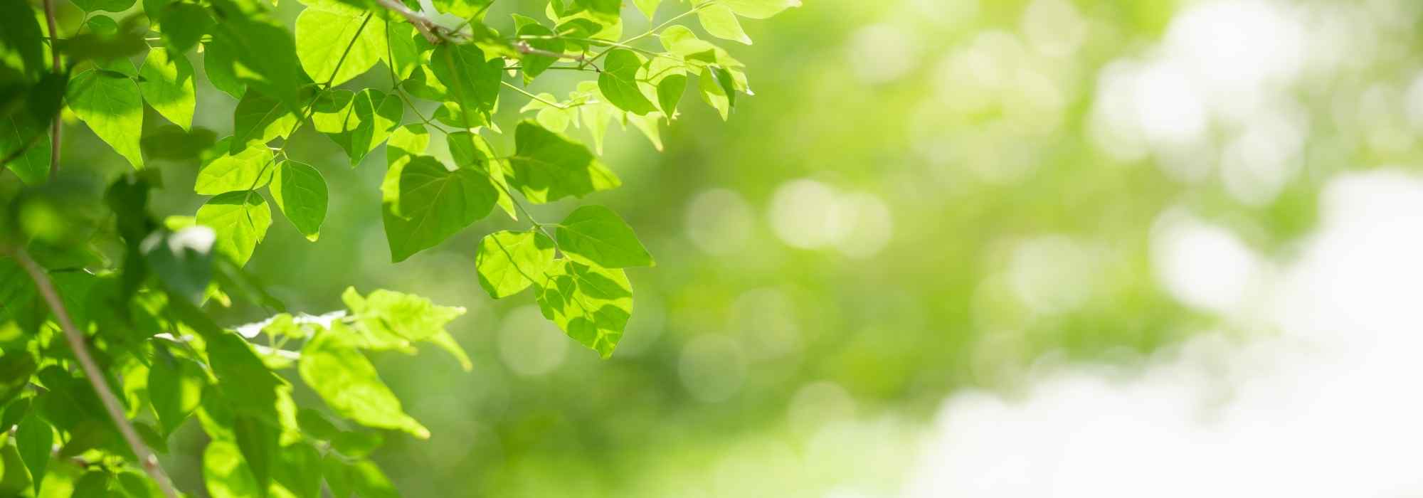 Licht im Garten: Standort, Sonne und Schatten