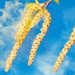 Pollenallergie: So schützen Sie sich