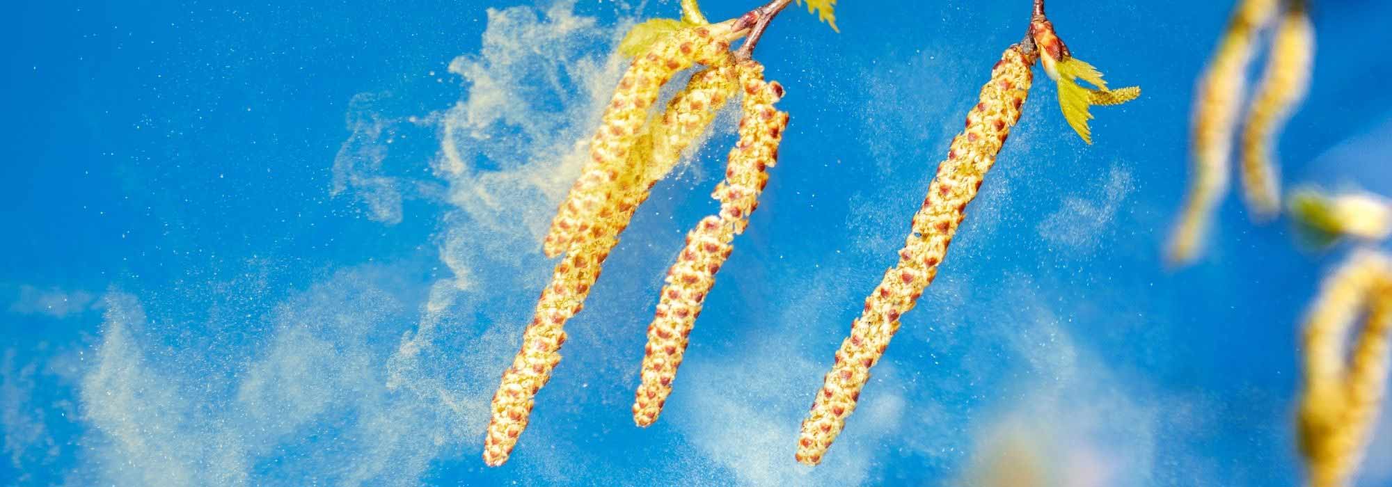 Pollenallergie: So schützen Sie sich