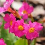 8 Primeln mit außergewöhnlicher Blüte