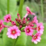 8 Rosen-Primeln für den Garten