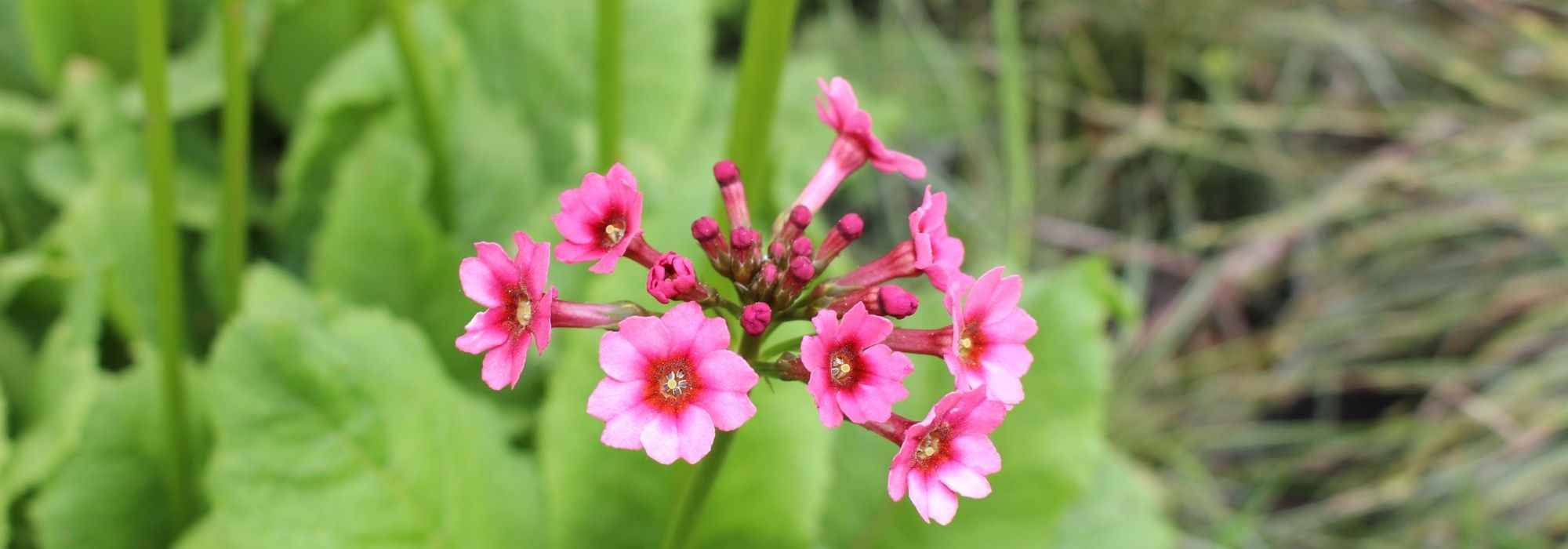 8 Rosen-Primeln für den Garten