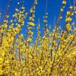 Forsythien-Rückschnitt
