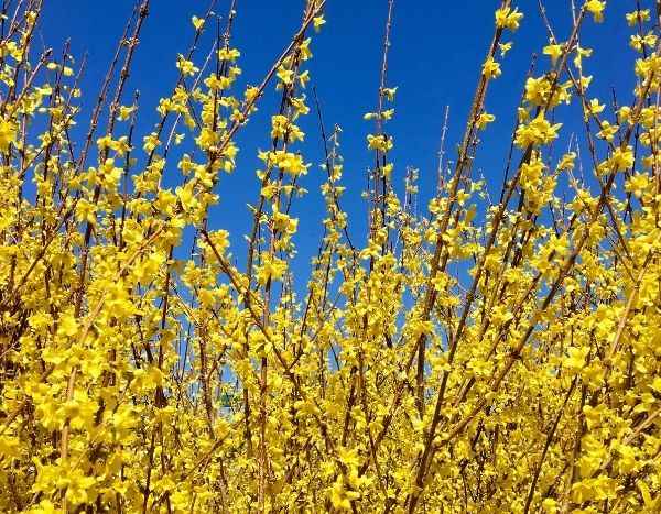 Forsythien-Rückschnitt