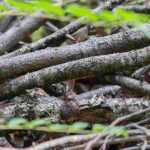 Totholzhaufen für Gartentiere