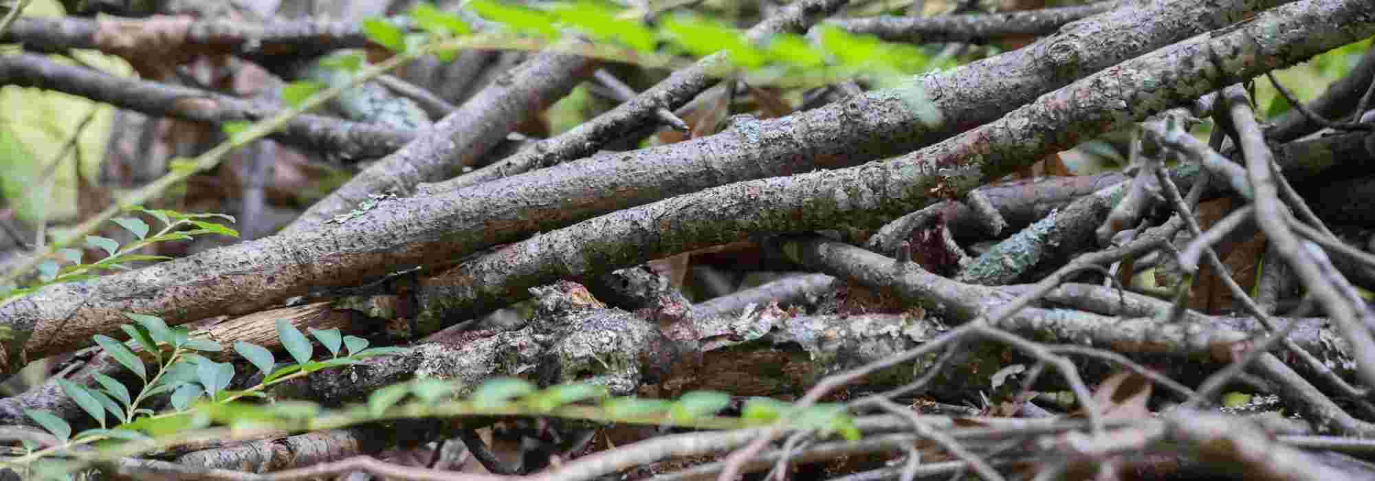 Totholzhaufen für Gartentiere