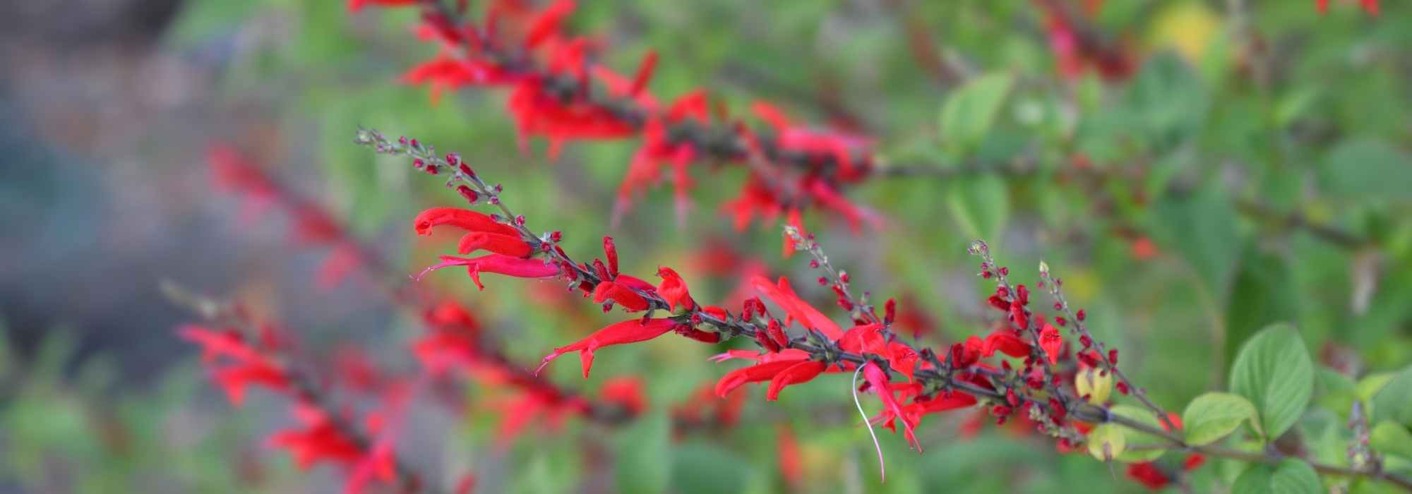 8 rot blühende Stauden für feurige Beete