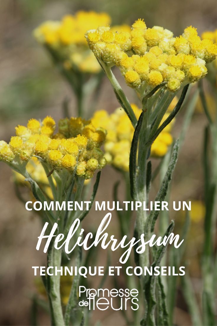 stecken säen teilen Strohblume Immortelle