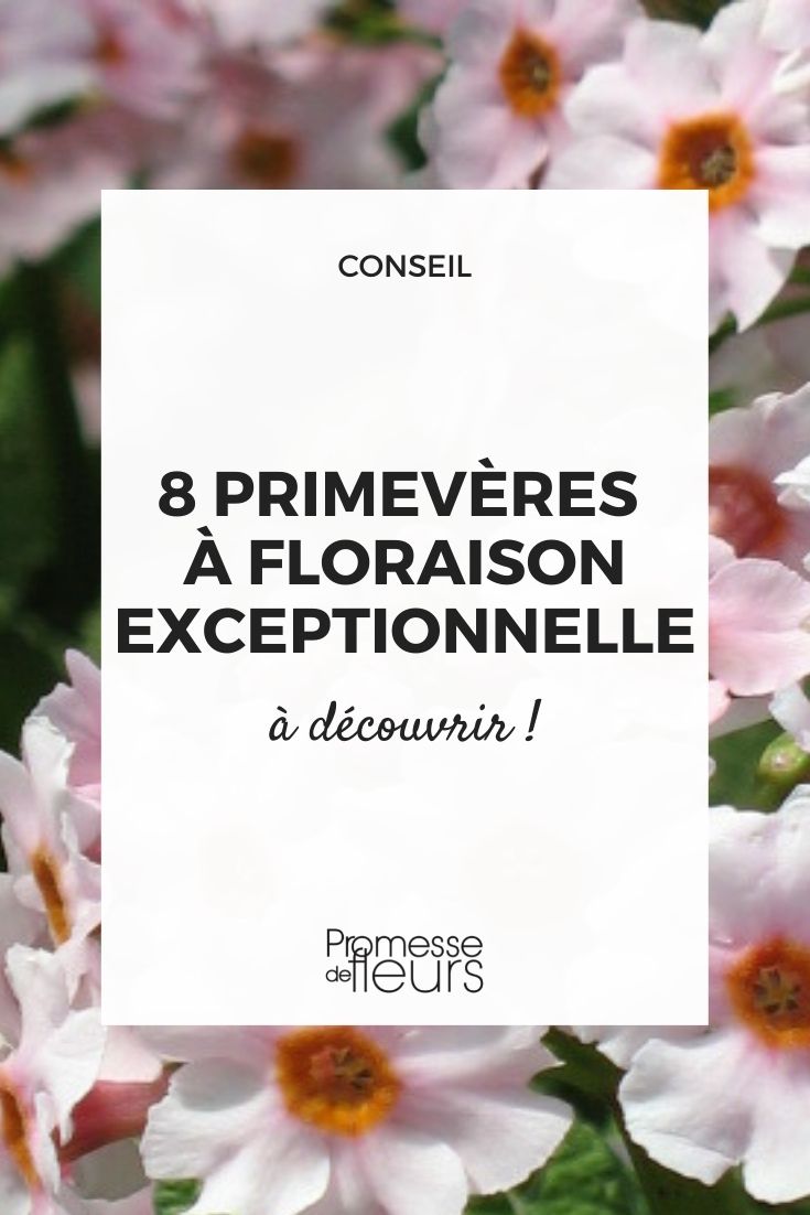 Primel - prächtige Blüte
